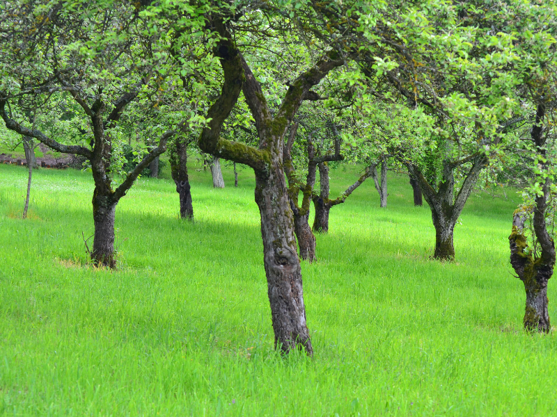 Arbre sur un terrain (28)