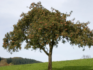 Taille d'arbre fruitier Eure-et-Loir 28