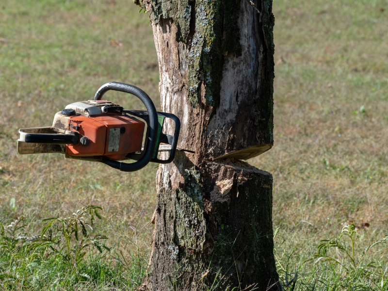 Abattage d'arbre en cours avec tronçonneuse professionnelle