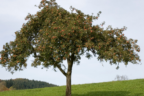 Arbre fruitier