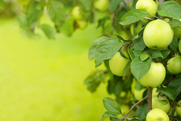 Arbre fruitier pommes