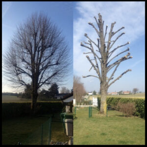 Réalisation d'un élagage par RD Élagage 28 Eure-et-Loir