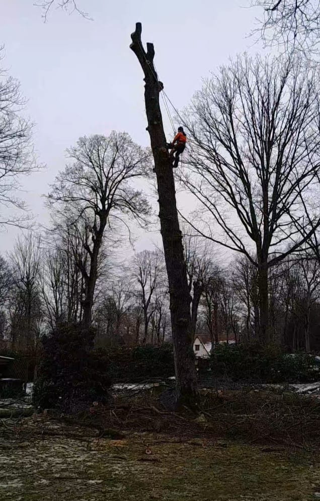 RD Élagage réalisant un abattage d'arbre dans le 28