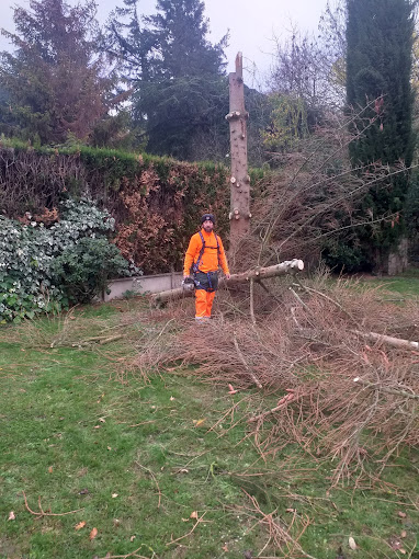 Elagage d'un arbre sur une propriété