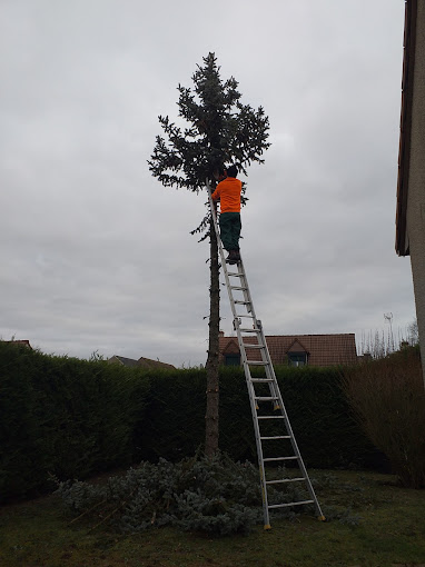 Intervention élagage complet arbre dans le 28
